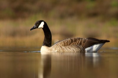 Canadese gans - Canada goose - Branta canadensis 