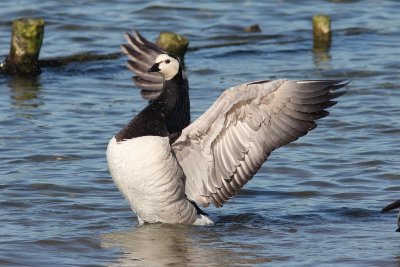 Brandgans - Barnacle goose - Branta leucopsis 