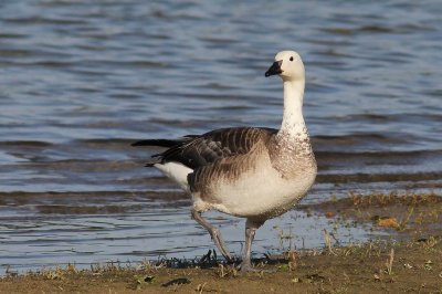 Brandgans - Branta leucopsis x  Sneeuwgans  -Chen caerulescens