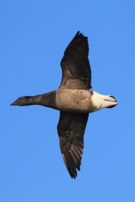 Rotgans - Brent goose - Branta bernicla 