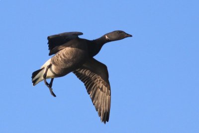 Rotgans - Brent goose - Branta bernicla 
