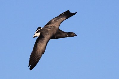 Rotgans - Brent goose - Branta bernicla 