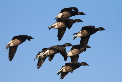Rotgans - Brent goose - Branta bernicla 