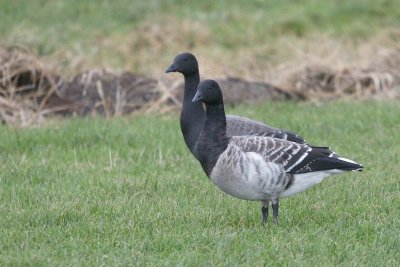 Witbuikrotgans - Pale-bellied brant goose - Branta hrota  