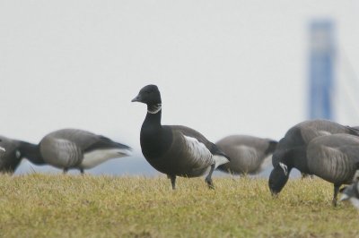 Zwarte rotgans - Dark-bellied brant goose - Branta nigricans
