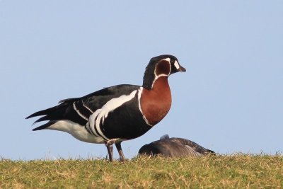 Roodhalsgans - Red-breasted goose - Branta ruficollis 
