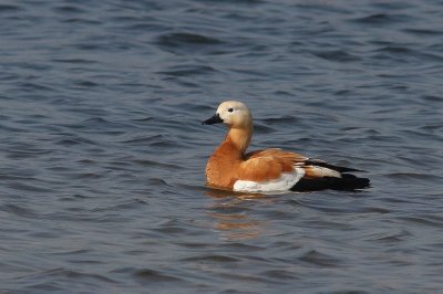 Casarca - Rubby shelduck - Tadorna ferruginea 