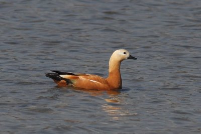 Casarca - Rubby shelduck - Tadorna ferruginea 