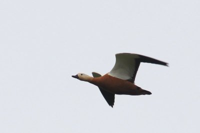 Casarca - Rubby shelduck - Tadorna ferruginea 