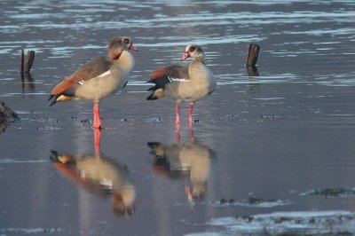 NijlgansNijlgans - Egyptian goose - Alopochen aegyptiacus    