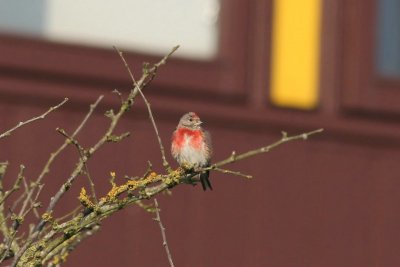 Kneu - Linnet - Carduelis cannabina 