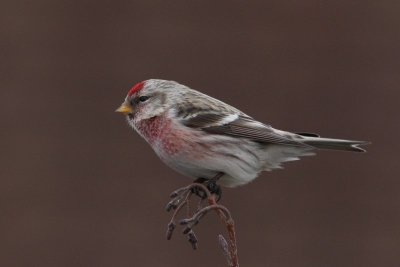 Grote barmsijs - Redpoll - Acanthis flammea 