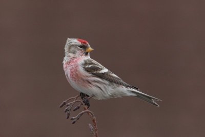 Grote barmsijs - Redpoll - Acanthis flammea 
