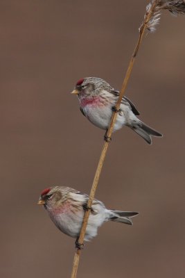 Grote barmsijs - Redpoll - Acanthis flammea 