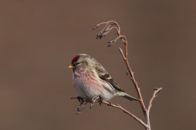 Grote barmsijs - Redpoll - Acanthis flammea 