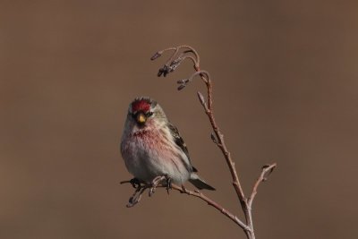 Grote barmsijs - Redpoll - Acanthis flammea 