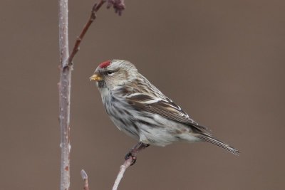 Grote barmsijs - Redpoll - Acanthis flammea 