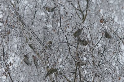 Grote barmsijs - Redpoll - Acanthis flammea 