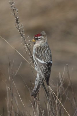 Grote barmsijs - Redpoll - Acanthis flammea 