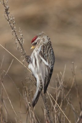 Grote barmsijs - Redpoll - Acanthis flammea 