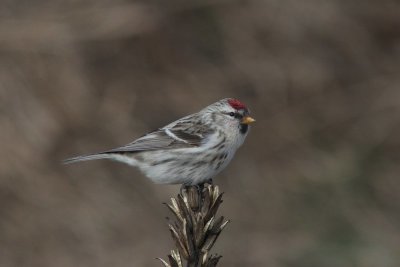 Grote barmsijs - Redpoll - Acanthis flammea 
