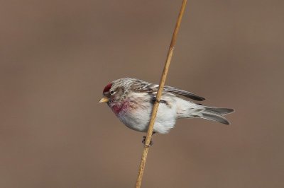Grote barmsijs - Redpoll - Acanthis flammea 