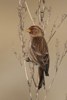 Kleine Barmsijs - Lesser redpoll - Carduelis cabaret  