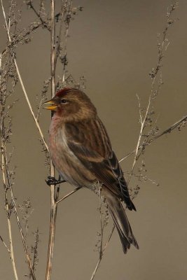 Kleine Barmsijs - Lesser redpoll - Carduelis cabaret  