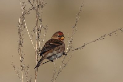 Kleine Barmsijs - Lesser redpoll - Carduelis cabaret  