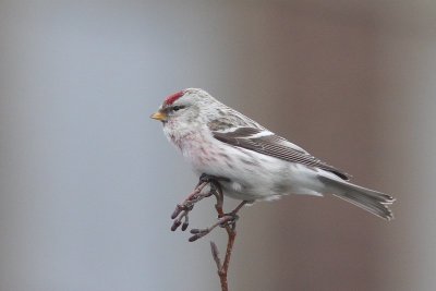 Witstuitbarmsijs - Arctic redpoll - Acanthis hornemanni 