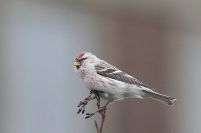 Witstuitbarmsijs - Arctic redpoll - Acanthis hornemanni 