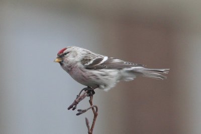 Witstuitbarmsijs - Arctic redpoll - Acanthis hornemanni 