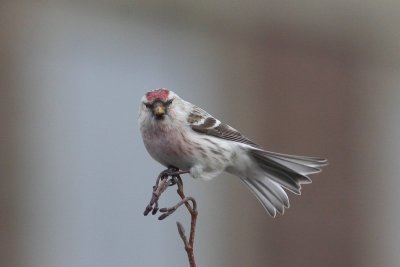 Witstuitbarmsijs - Arctic redpoll - Acanthis hornemanni 