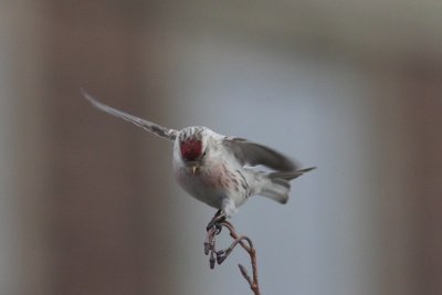 Witstuitbarmsijs - Arctic redpoll - Acanthis hornemanni 