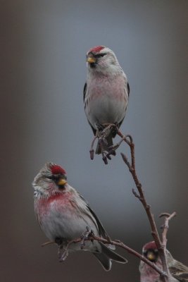 Witstuitbarmsijs - Arctic redpoll - Acanthis hornemanni 