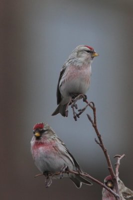 Witstuitbarmsijs - Arctic redpoll - Acanthis hornemanni 