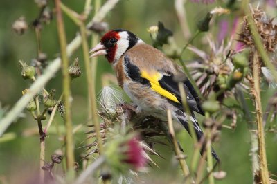 Putter - Goldfinch - Carduelis carduelis 