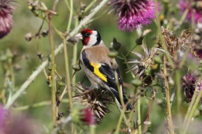 Putter - Goldfinch - Carduelis carduelis 