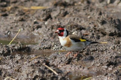 Putter - Goldfinch - Carduelis carduelis 