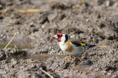 Putter - Goldfinch - Carduelis carduelis 