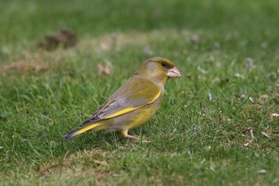 Groenling - Greenfinch - Carduelis chloris 