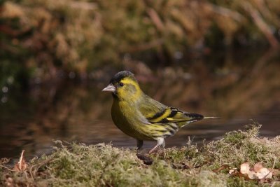 Sijs - Siskin - Carduelis spinus 