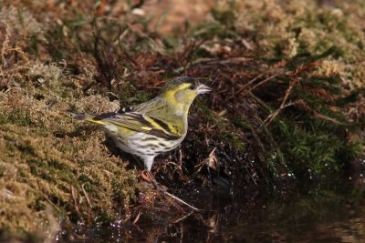 Sijs - Siskin - Carduelis spinus 