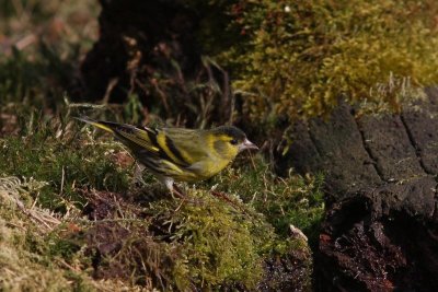 Sijs - Siskin - Carduelis spinus 