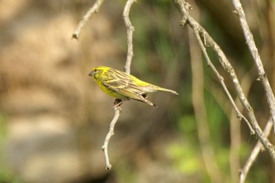 Europese kanarie - Serin - Serinus serinus 