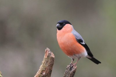 Goudvink - Bullfinch - pyrrhula pyrrhula 