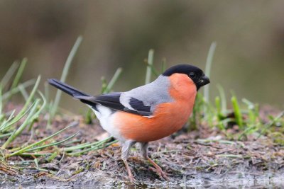 Goudvink - Bullfinch - pyrrhula pyrrhula 