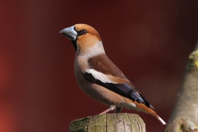 Appelvink - Hawfinch - coccothraustes coccothraustes 
