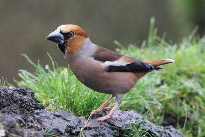 Appelvink - Hawfinch - coccothraustes coccothraustes 