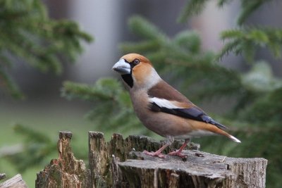 Appelvink - Hawfinch - coccothraustes coccothraustes 